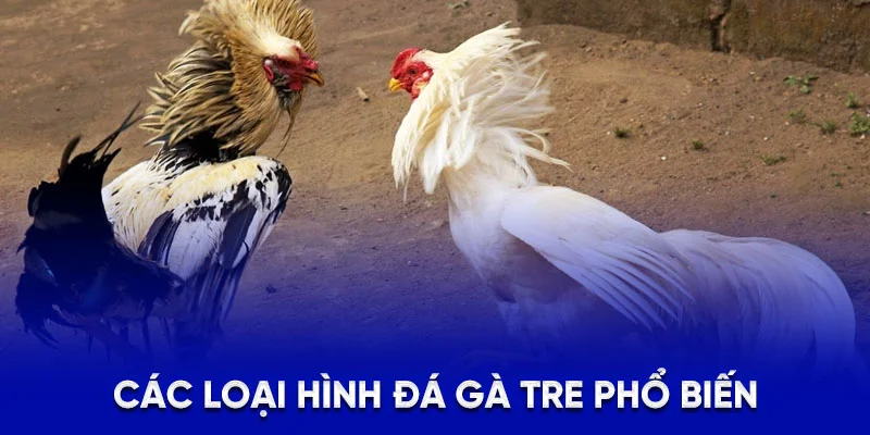 Các loại hình đá gà tre phổ biến